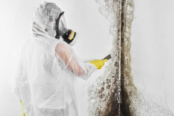 Best DIY Mold Remediation Support Services in Zionsville, IN