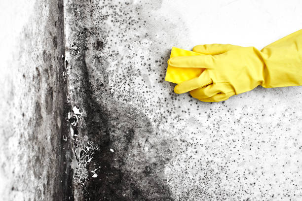Best Post-Flood Mold Remediation in Zionsville, IN