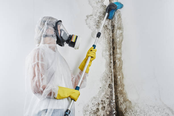 Best Insurance-Related Mold Remediation in Zionsville, IN