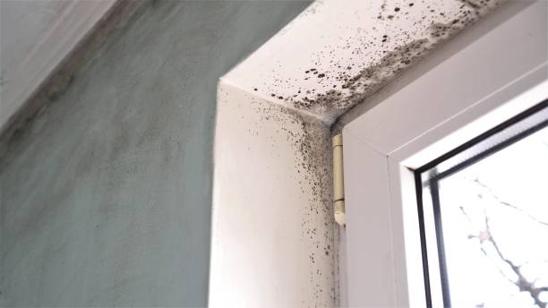 Best White Mold Remediation in Zionsville, IN