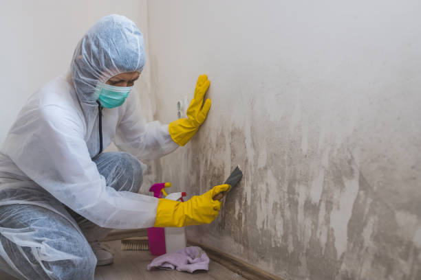 Best Industrial Mold Remediation in Zionsville, IN