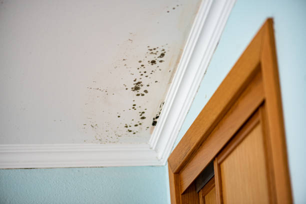 Best Preventive Mold Services in Zionsville, IN