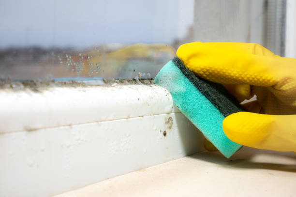 Best Kitchen Mold Remediation in Zionsville, IN