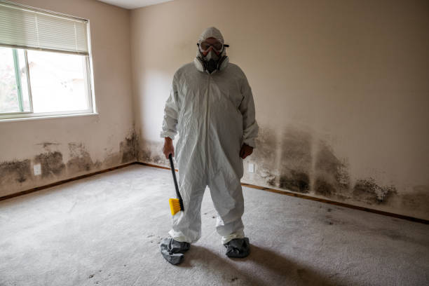 Best Basement Mold Remediation in Zionsville, IN