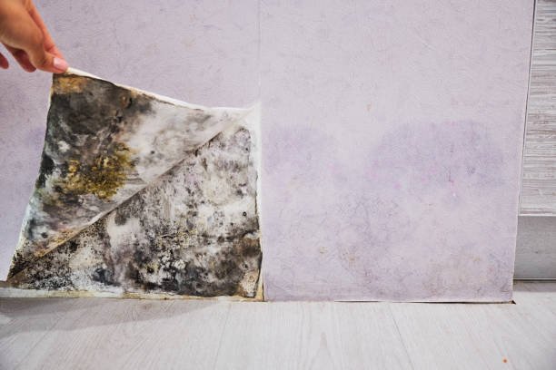 Reliable Zionsville, IN Mold Remediation Solutions